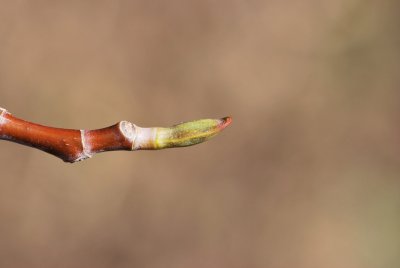 Liriodendron tulipifera 'Aureomarginatum' - liliovník tulipánokvětý - zimní pupen apikální
